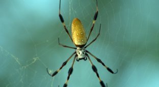 Ten most poisonous spiders in the world (11 photos)