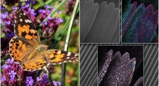 Ученые засняли удивительный процесс - формирование крыла внутри бабочки-куколки (7 фото + 1 гиф)
