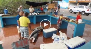 Пернатые, хвостатые и усатые воришки и попрошайки на рыбном рынке галапагосских островов