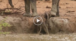Что могут сделать для слоненка единственная мама на свете и её друзья