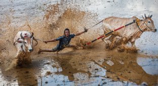 Horse racing with pit stops is held in Japan (8 photos)