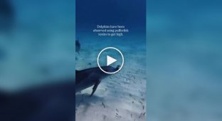 Dolphin collective drug addiction