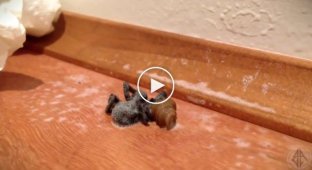 The man found in the body of a spider an unexpected guest