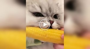 Fluffy corn lover