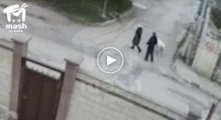 Alabai attack on a Crimean woman caught on video