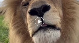 Royal sneeze lion