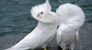 Jacobin pigeon: selection on the verge of absurdity (7 photos)