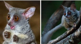 Galago – an African hodgepodge full of surprises (7 photos + 1 video)