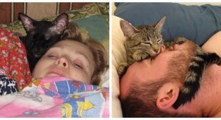 Cats guard a sound, healthy and sweet sleep (26 photos)