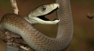 Самая ядовитая змея, черная мамба (3 фото + 1 видео)
