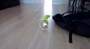 Папуга та тенісний м'яч