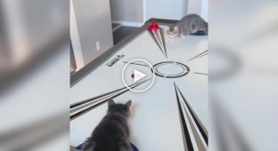 Cats appreciated the air hockey table