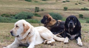 Spanish Mastiff: loyalty, calmness, strength (8 photos)