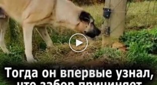 Dog and his fight with an electric fence