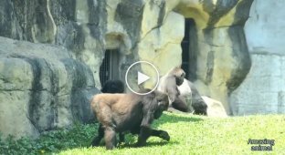 The male gorilla quickly resolved the conflict