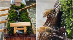 Японский храм возвёл необычную "станцию" для пчёл (8 фото)