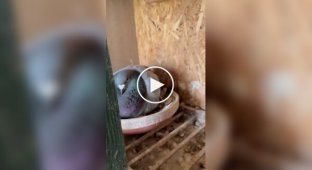 Пушистые птенцы голубя
