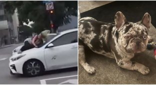 A woman rushed onto the hood of a car, trying to get her dog back (6 photos + 1 video)