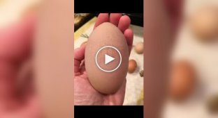 Giant chicken egg