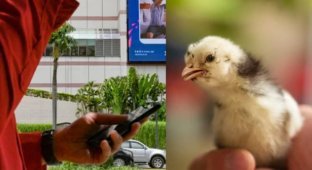 На тебе цыпленка вместо смартфона! Индонезия борется с детской зависимостью (5 фото)