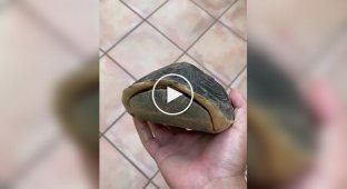 Необычный черепаший панцирь