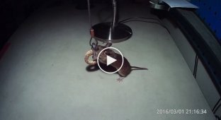 Мышь ворует баранку
