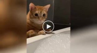 The cat was interested in the bath foam