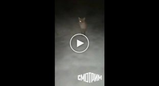 Жительницу села во Владимирской области несколько минут преследовала бешеная лиса