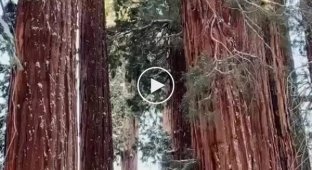 How small is a man against the background of a sequoia