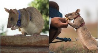 Самая известная крыса-сапер спасла тысячи людей (8 фото)