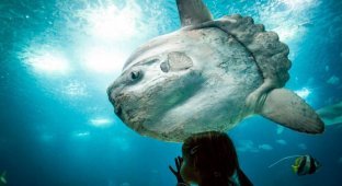 Moonfish: chances of survival are less than 1% (11 photos)