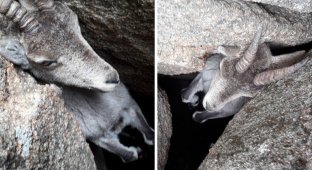 Туристы спасают горного козла, застрявшего в камнях (4 фото + 1 видео)