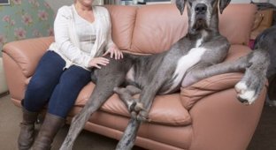 Знакомьтесь, это Фредди, самая большая собака в мире (6 фото + 1 видео)