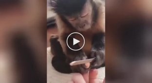 Monkey gives manicure to his owner