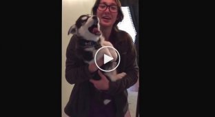 Husky puppy tries to copy human speech to be like its owner