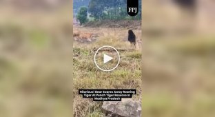 A bear scared a tiger in an Indian reserve