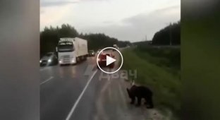 Живодеры в Югре расстреляли медвежонка, вышедшего на трассу