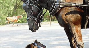 Ликбез о лошадях. Рекорды и ответы на самые популярные конные вопросы (21 фото)