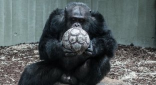 Ученые выяснили, что у шимпанзе есть свой примитивный язык. Поразительно! (3 фото)