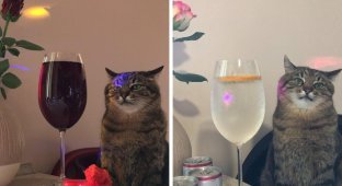 Кот Степан, который грустно сидит с коктейлем под музыку  (4 фото)