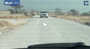 Агрессивный носорог атаковал автомобиль