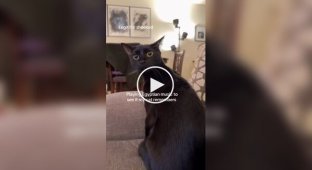 Власник кішки включив вихованцю єгипетську музику