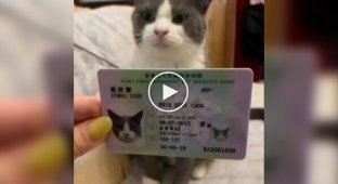 В Гонконге у пушистиков теперь есть свои удостоверения личности