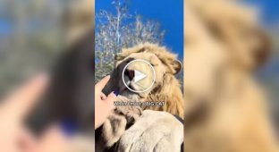 Девушка сняла доказательства, что большие кошки такие же милые, как и маленькие