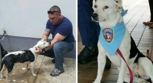 Бездомный пес стал сотрудником полиции в Пуэрто-Рико (10 фото)