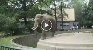 Слон запачкал туриста