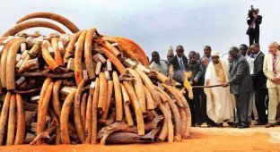 В Кении сожгли 5 тонн слоновой кости (13 фото)