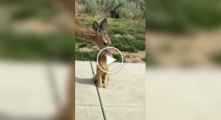 Котов любят даже олени