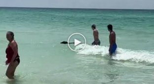 What kind of animal is at the bottom of the sea