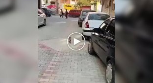 Кошка принесла больного котенка в клинику
